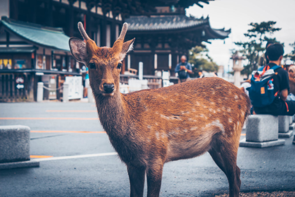 Single, friendly deer in Nara Park, Japan